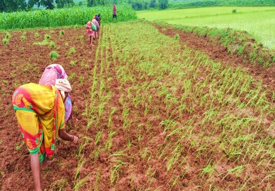 Cultivating Climate Resilience Finger Millet